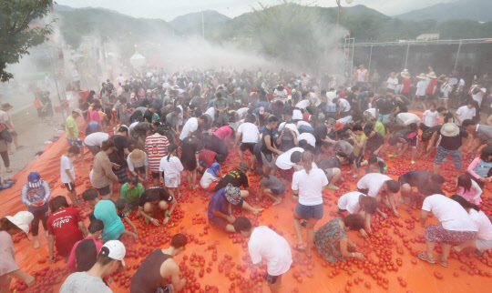 여름 피서가 절정을 이룬 6일 강원 화천군 사내면 문화마을에서 열린 '2017 화천토마토축제'의 하이라이트 '황금반지를 찾아라' 행사에 참가한 피서객이 토마토 속에 숨겨진 황금반지를 찾고 있다.